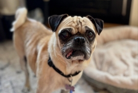 Pug