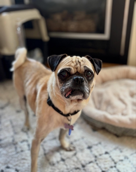 Pug
