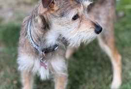 Terrier