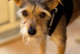Terrier