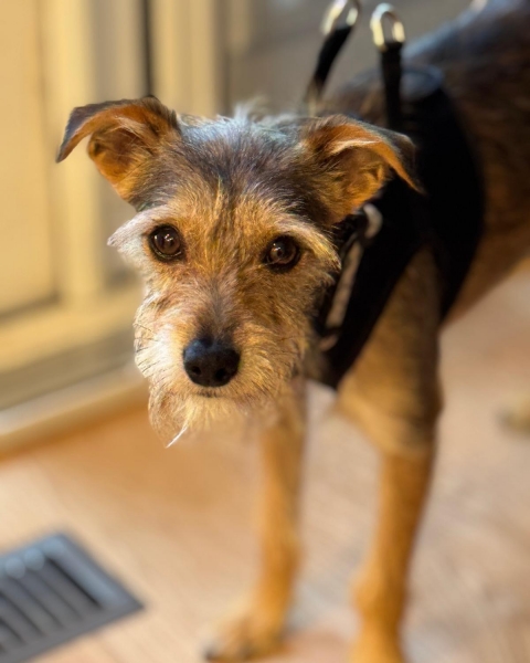 Terrier