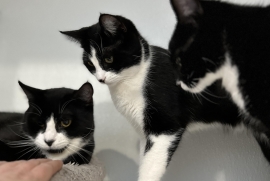 Domestic Short Hair Domestic Short Hair