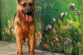 German Shepherd Dog