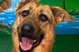 German Shepherd Dog