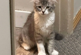 Domestic Medium Hair