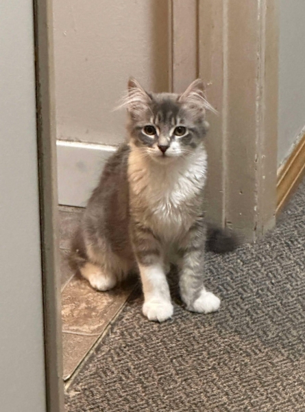 Domestic Medium Hair