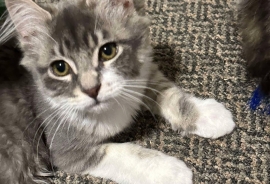 Domestic Medium Hair