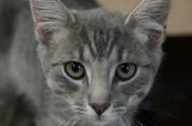 Domestic Short Hair