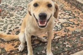 Golden Retriever Golden Retriever