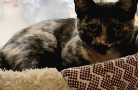 Domestic Short Hair