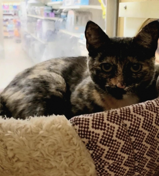 Domestic Short Hair