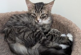 Domestic Long Hair