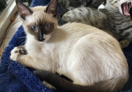 Siamese