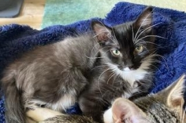 Domestic Short Hair