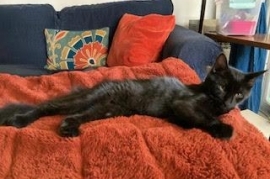 Domestic Short Hair