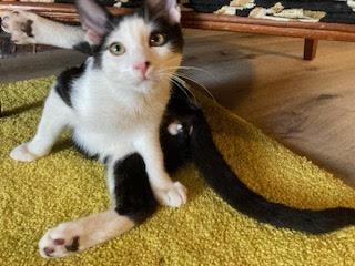 Domestic Short Hair