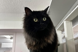 Ragdoll