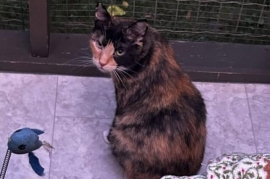 Tortoiseshell