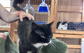 Domestic Long Hair