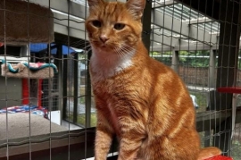 Domestic Short Hair