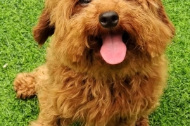 Poodle (Toy)