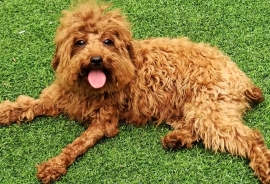 Poodle (Toy)