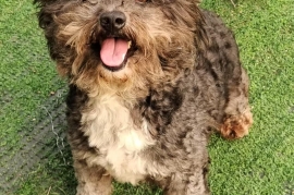 Poodle (Toy) Poodle (Toy)