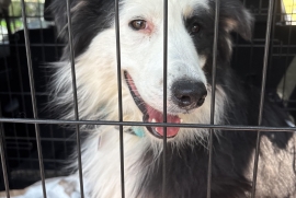 Australian Shepherd