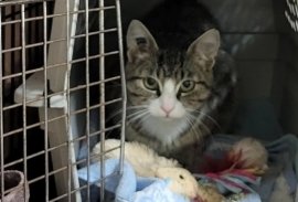 Domestic Short Hair