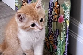Domestic Short Hair