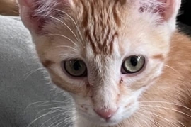 Domestic Short Hair