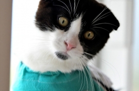 Domestic Short Hair