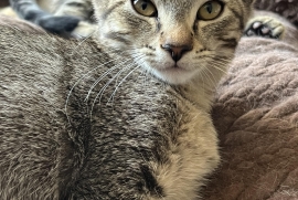 Domestic Short Hair