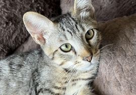 Domestic Short Hair