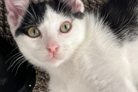 Domestic Short Hair