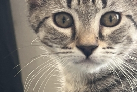 Domestic Short Hair