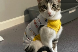Domestic Short Hair