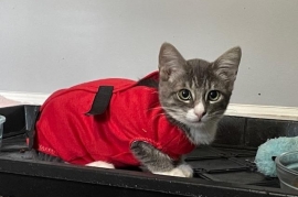 Domestic Short Hair