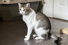 Domestic Short Hair