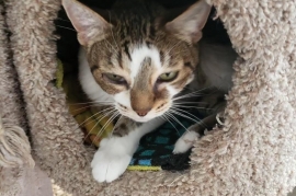 Tabby