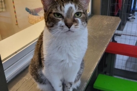 Tabby