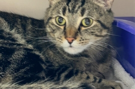 Tabby