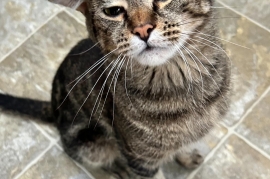 Tabby