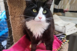 Tuxedo