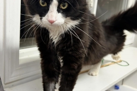 Tuxedo