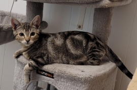 Domestic Short Hair