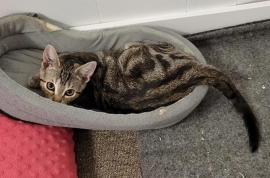 Domestic Short Hair