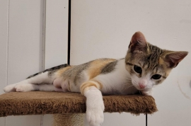 Domestic Short Hair