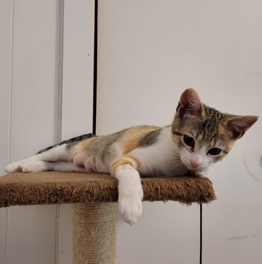 Domestic Short Hair
