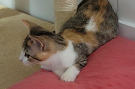 Domestic Short Hair
